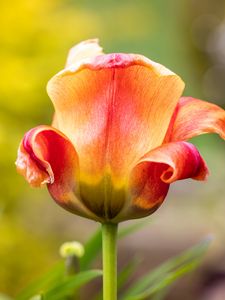 Preview wallpaper tulip, petals, blur, flower