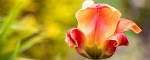 Preview wallpaper tulip, petals, blur, flower