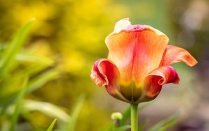 Preview wallpaper tulip, petals, blur, flower