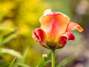 Preview wallpaper tulip, petals, blur, flower