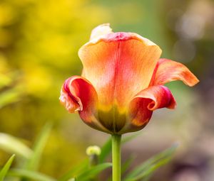 Preview wallpaper tulip, petals, blur, flower