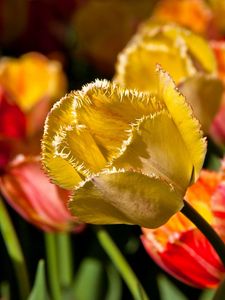 Preview wallpaper tulip, petals, branch