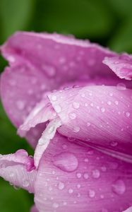 Preview wallpaper tulip, petals, drops, water, macro