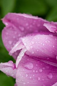 Preview wallpaper tulip, petals, drops, water, macro