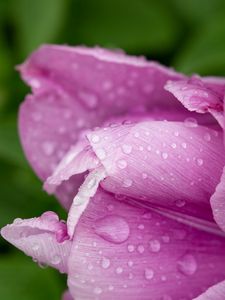 Preview wallpaper tulip, petals, drops, water, macro