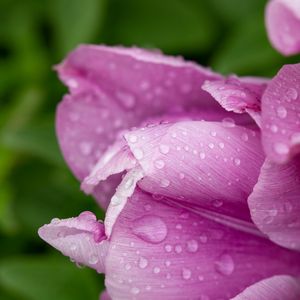 Preview wallpaper tulip, petals, drops, water, macro