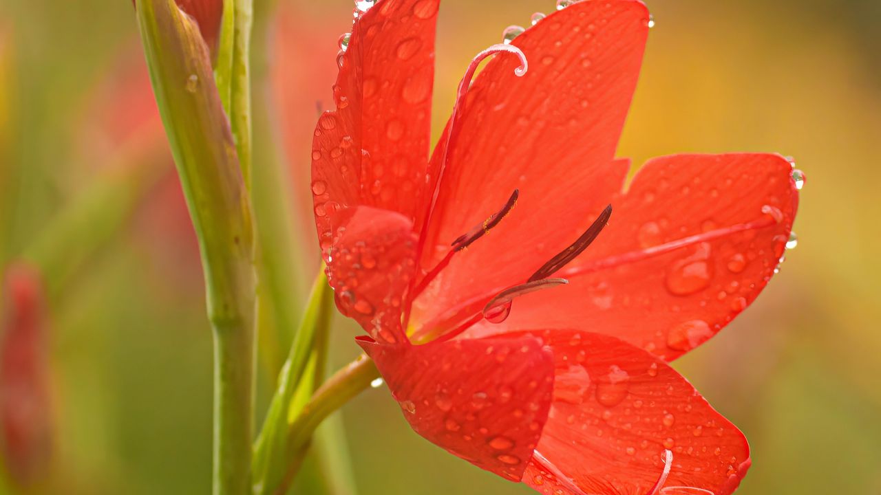 Wallpaper tulip, petals, flower, red, drops, dew