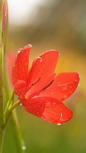Preview wallpaper tulip, petals, flower, red, drops, dew