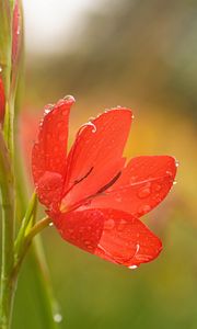 Preview wallpaper tulip, petals, flower, red, drops, dew