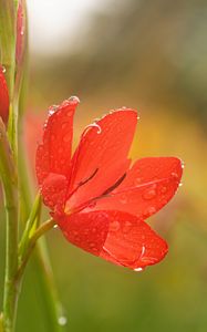Preview wallpaper tulip, petals, flower, red, drops, dew