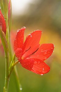 Preview wallpaper tulip, petals, flower, red, drops, dew