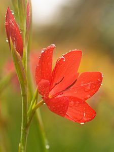 Preview wallpaper tulip, petals, flower, red, drops, dew