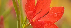 Preview wallpaper tulip, petals, flower, red, drops, dew