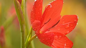 Preview wallpaper tulip, petals, flower, red, drops, dew