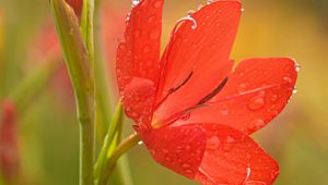 Preview wallpaper tulip, petals, flower, red, drops, dew