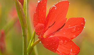 Preview wallpaper tulip, petals, flower, red, drops, dew