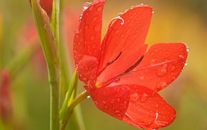 Preview wallpaper tulip, petals, flower, red, drops, dew