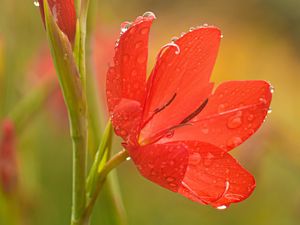Preview wallpaper tulip, petals, flower, red, drops, dew