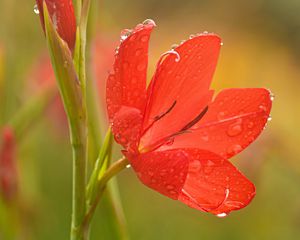Preview wallpaper tulip, petals, flower, red, drops, dew