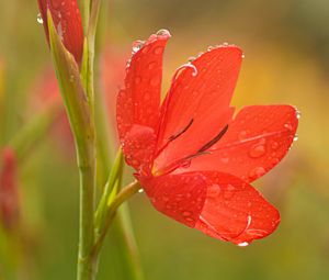 Preview wallpaper tulip, petals, flower, red, drops, dew