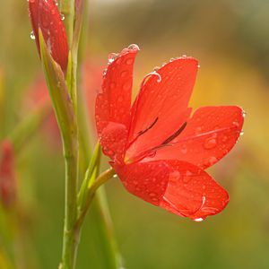 Preview wallpaper tulip, petals, flower, red, drops, dew