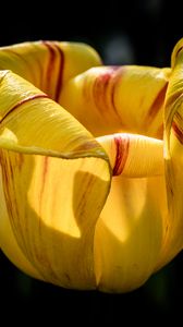 Preview wallpaper tulip, petals, flower, yellow, plant, macro