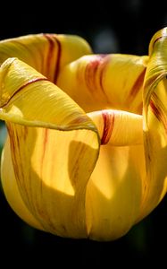Preview wallpaper tulip, petals, flower, yellow, plant, macro