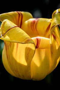 Preview wallpaper tulip, petals, flower, yellow, plant, macro