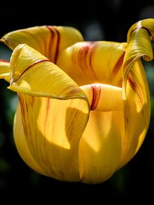 Preview wallpaper tulip, petals, flower, yellow, plant, macro