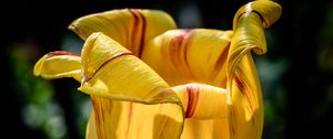 Preview wallpaper tulip, petals, flower, yellow, plant, macro