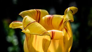 Preview wallpaper tulip, petals, flower, yellow, plant, macro