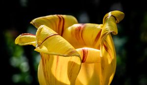 Preview wallpaper tulip, petals, flower, yellow, plant, macro