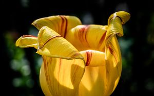 Preview wallpaper tulip, petals, flower, yellow, plant, macro
