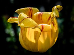 Preview wallpaper tulip, petals, flower, yellow, plant, macro