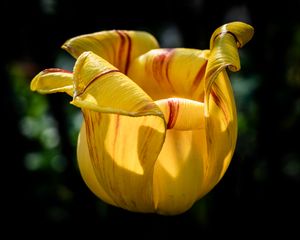 Preview wallpaper tulip, petals, flower, yellow, plant, macro