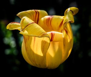 Preview wallpaper tulip, petals, flower, yellow, plant, macro