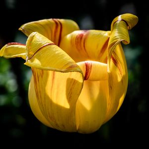 Preview wallpaper tulip, petals, flower, yellow, plant, macro