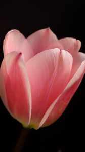 Preview wallpaper tulip, petals, flower, macro, pink