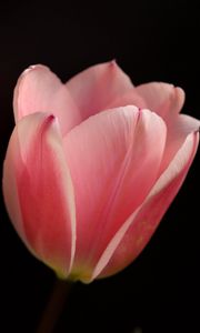 Preview wallpaper tulip, petals, flower, macro, pink