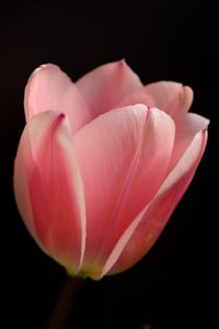 Preview wallpaper tulip, petals, flower, macro, pink