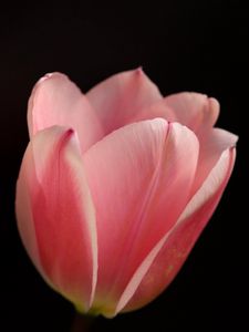 Preview wallpaper tulip, petals, flower, macro, pink