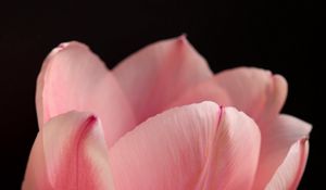 Preview wallpaper tulip, petals, flower, macro, pink