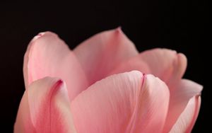 Preview wallpaper tulip, petals, flower, macro, pink