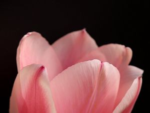 Preview wallpaper tulip, petals, flower, macro, pink