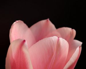 Preview wallpaper tulip, petals, flower, macro, pink