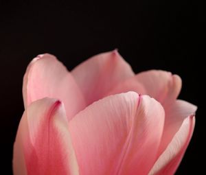 Preview wallpaper tulip, petals, flower, macro, pink