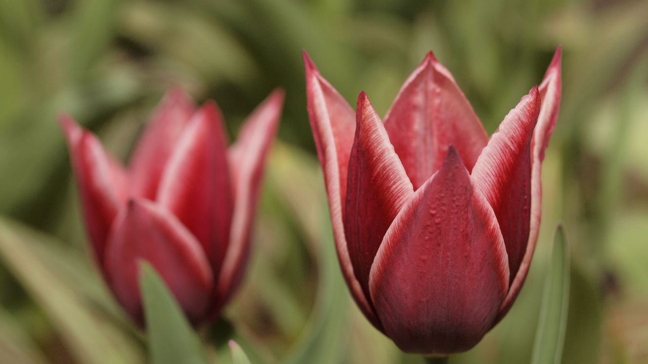 Wallpaper tulip, petals, flower, macro