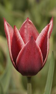 Preview wallpaper tulip, petals, flower, macro