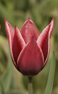 Preview wallpaper tulip, petals, flower, macro