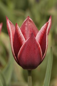 Preview wallpaper tulip, petals, flower, macro